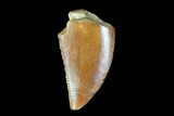 Serrated, Raptor Tooth - Kem Kem Beds, Morocco #76260-1